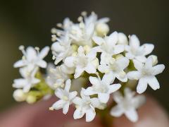 inflorescence(s)