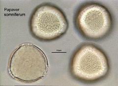 hydrated Pollen