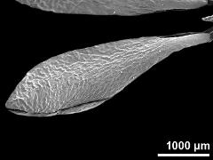 pollinium