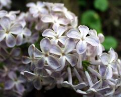 flowers of Syringa vulgaris