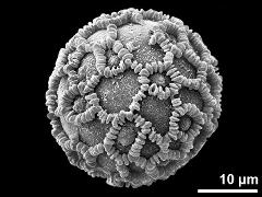 hydrated pollen grain