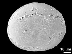 polar distal view