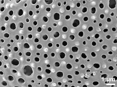 exine surface