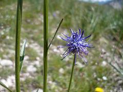 inflorescence(s)