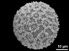 hydrated pollen