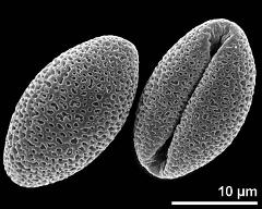 dry pollen grain