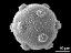 hydrated pollen grain