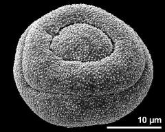 polar view of dry pollen grain