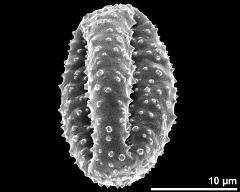 dry pollen grain in equatorial view