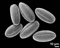 dry pollen grains