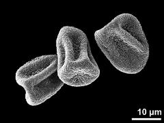 dry pseudomonads