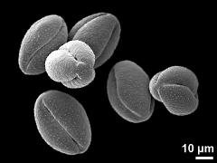 dry pollen grains