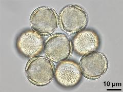 hydrated pollen
