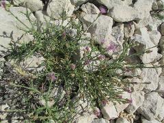 habitus