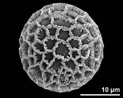 hydrated pollen grain