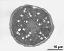 pollen grain in cross section