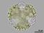 polar view,hydrated pollen