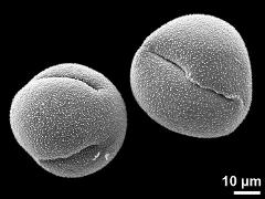 dry pollen grains