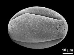 dry pollen grain