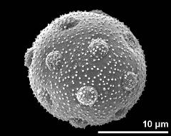 hydrated pollen grain