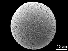 hydrated pollen