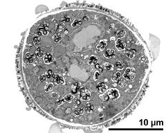 cross section of pollen grain