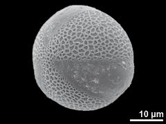 hydrated pollen,oblique view