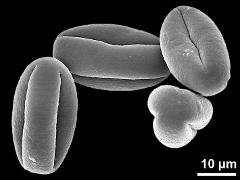 dry pollen grains