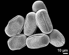 dry pollen grains