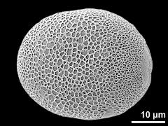 polar proximal view