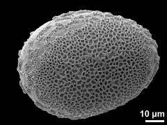 proximal polar view