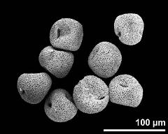 dry pollen grains