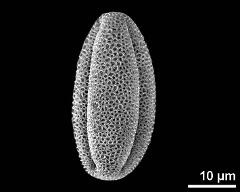 dry pollen grain in equatorial view