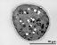 pollen grain in cross section