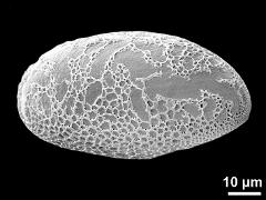 polar distal view