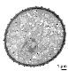 pollen grain with generative cell