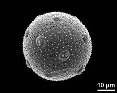 hydrated pollen grain