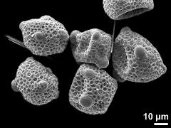 dry pollen grains