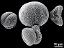 hydrated pollen,dry pollen