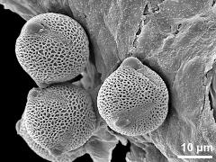 hydrated pollen,on locule wall