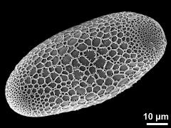 polar proximal view