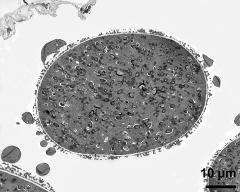 pollen grain in cross section