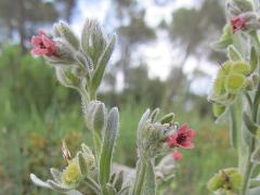 inflorescence(s)