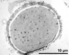 pollen grain in cross section