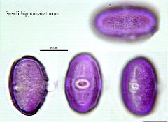 hydrated pollen