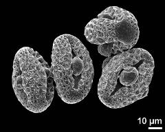 dry pollen grains