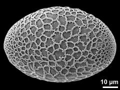 polar proximal view