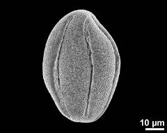 dry pollen grain in equatorial view