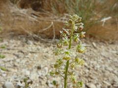 inflorescence(s)