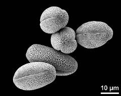 dry pollen grains